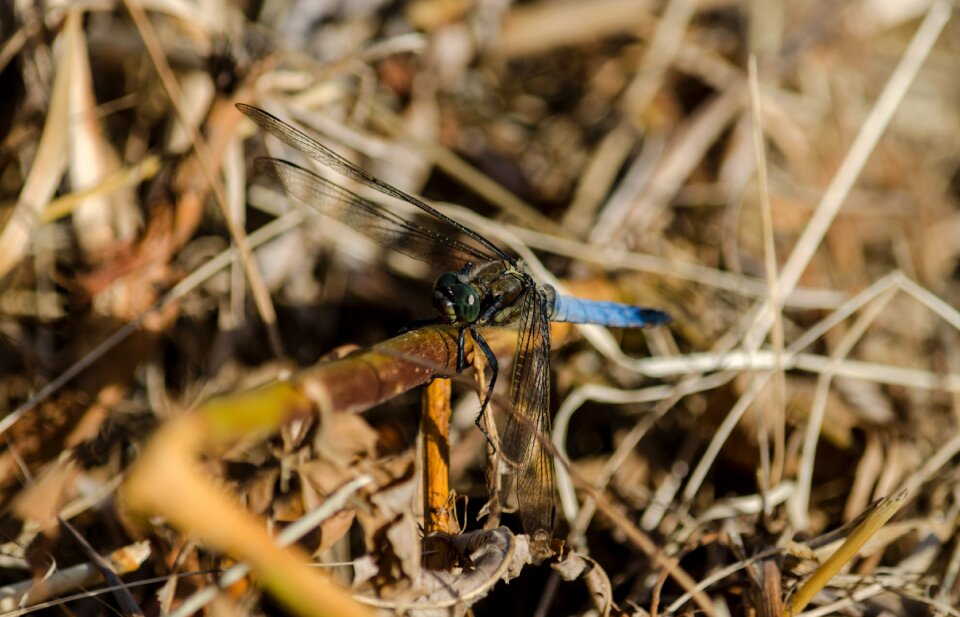 Animals great blaupfeil blue dragonfly