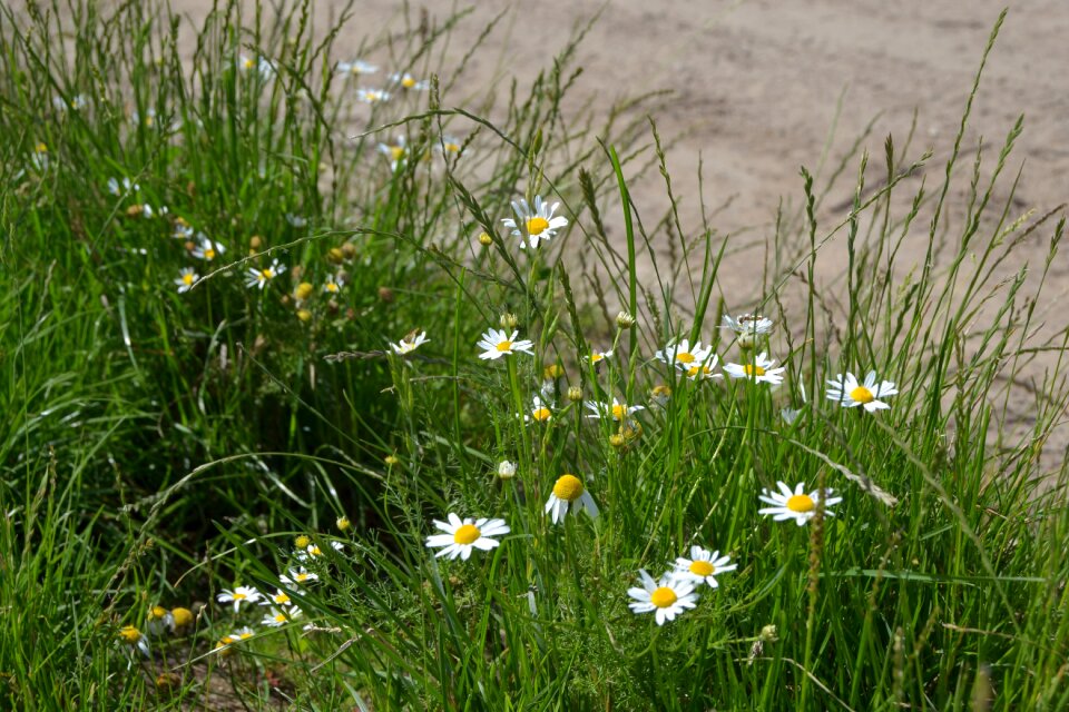 White nature plant