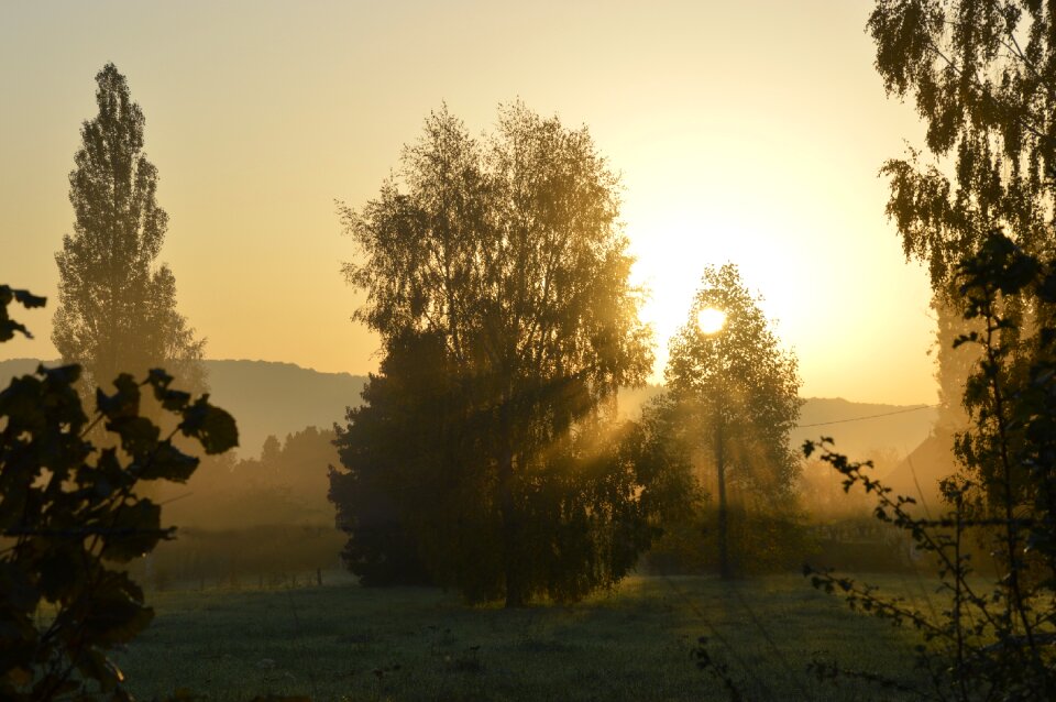 Morning sun tree