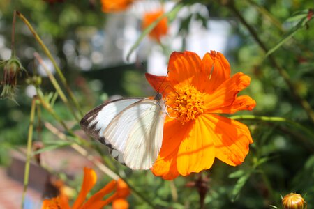 Butterfly nature orange photo