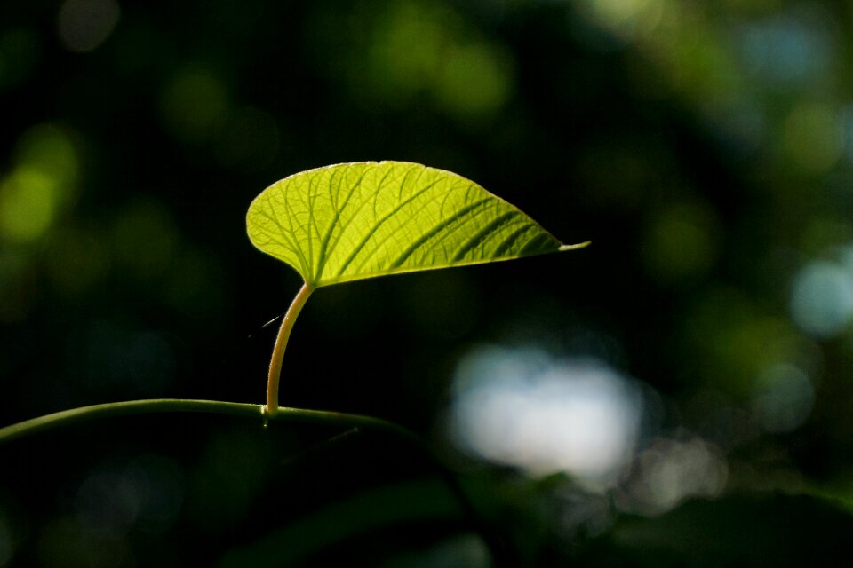 Green macro bokeh