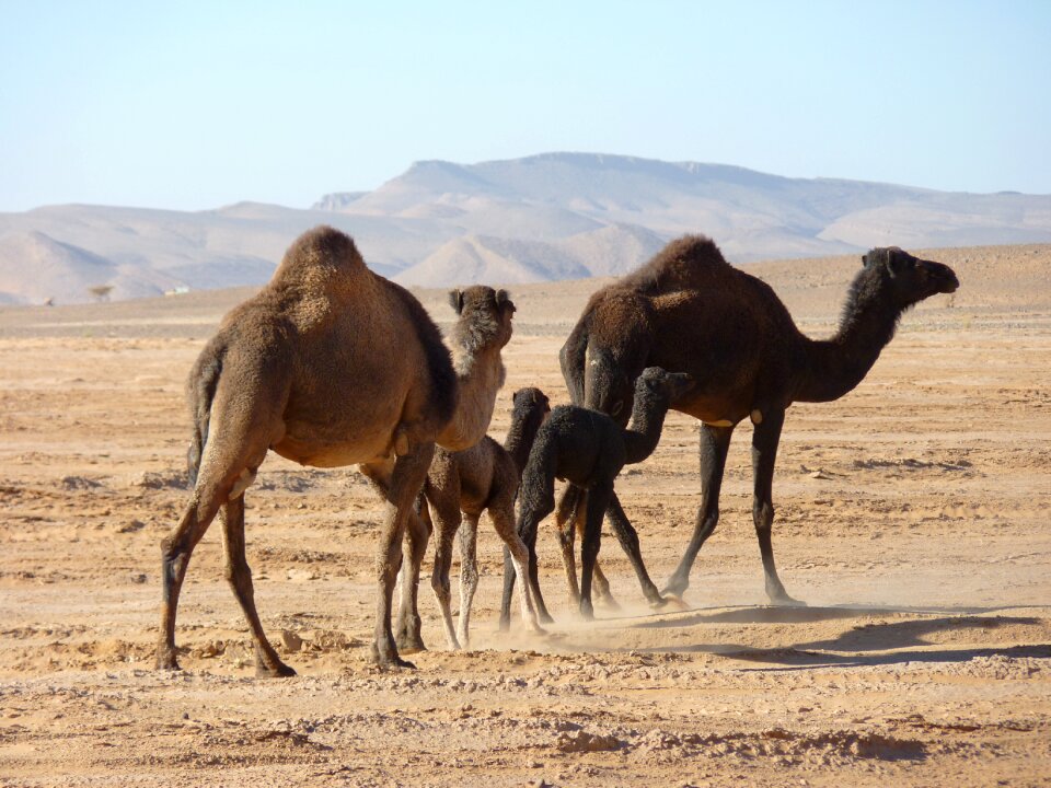 Camels desert morocco