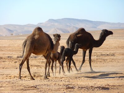 Camels desert morocco