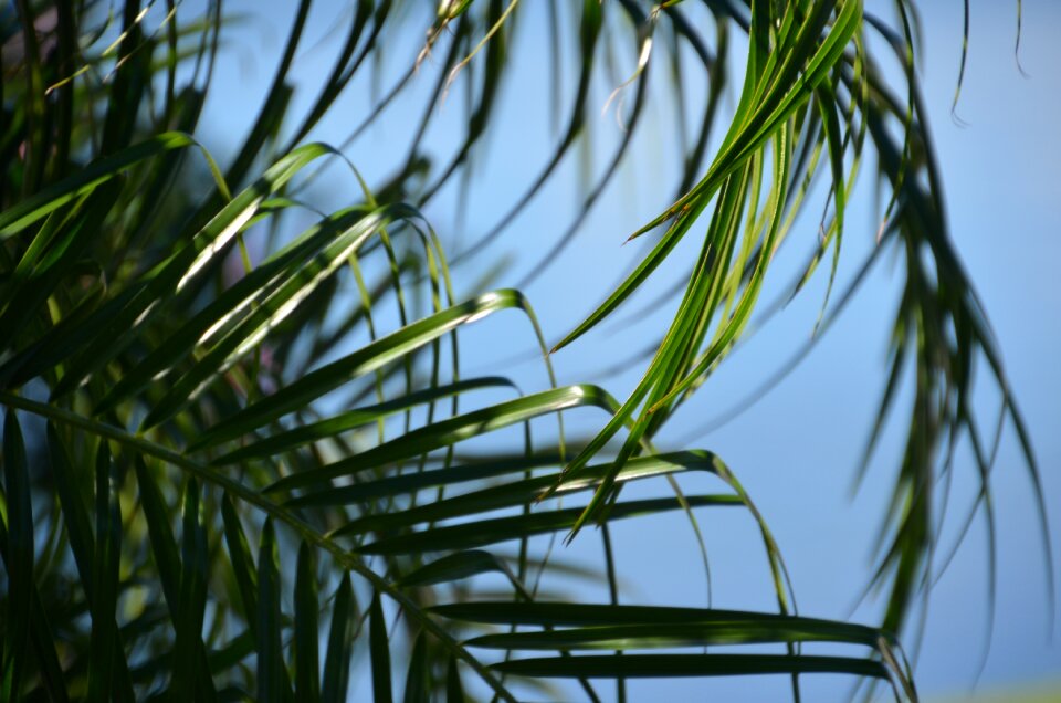 Nature tree holiday