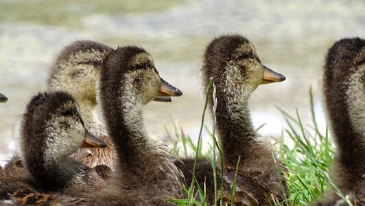 Water water bird peaceful photo