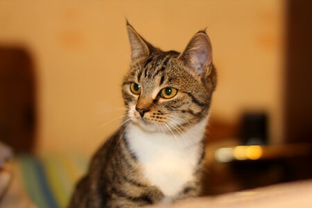 Cat pet the sight of a cat