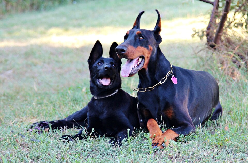 Love friendship dog