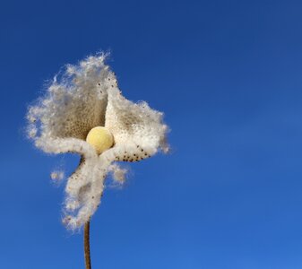 Flower aster herbstaster photo