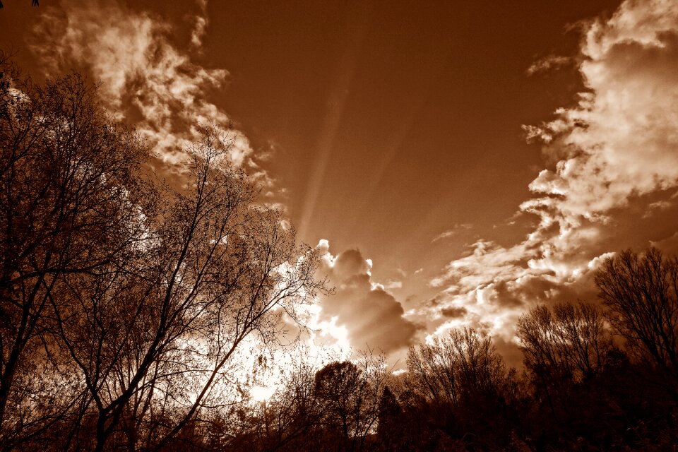 Trees silhouette sun rays