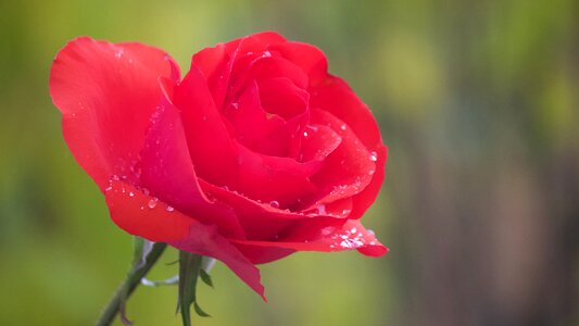 Flowers rose blooms rose bloom