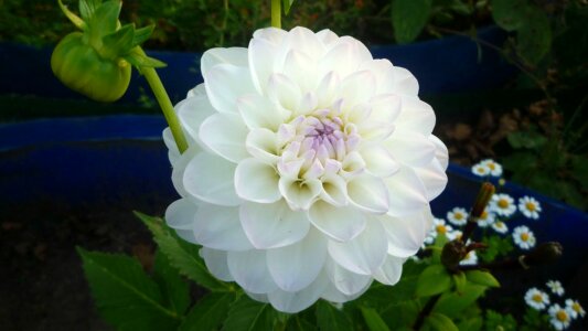 Flowers dahlia white dahlia