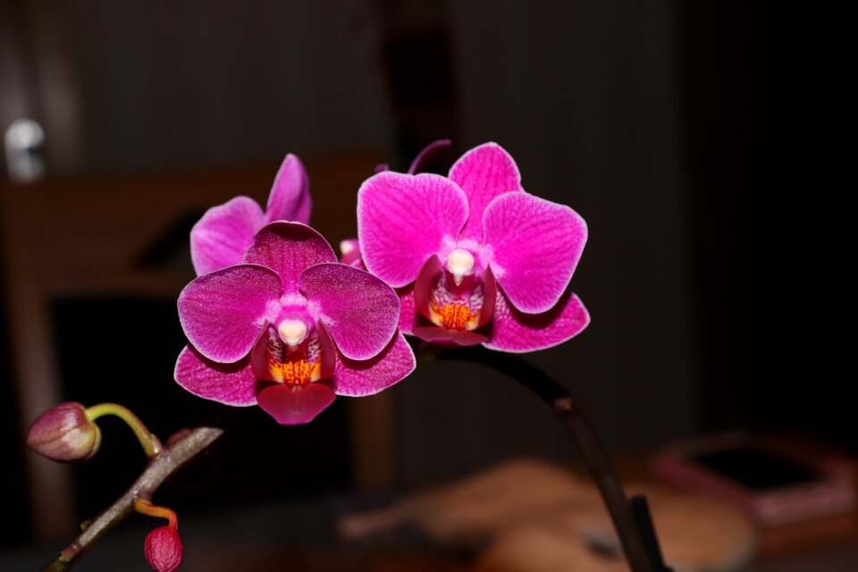 Orchid flower plant