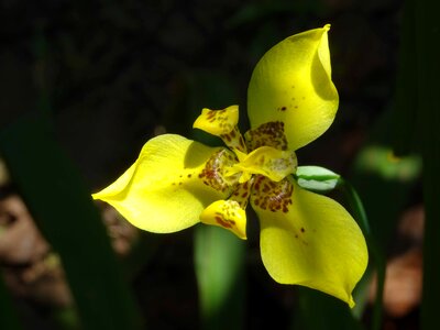 Bloom yellow bali