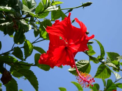 Red blossom bloom