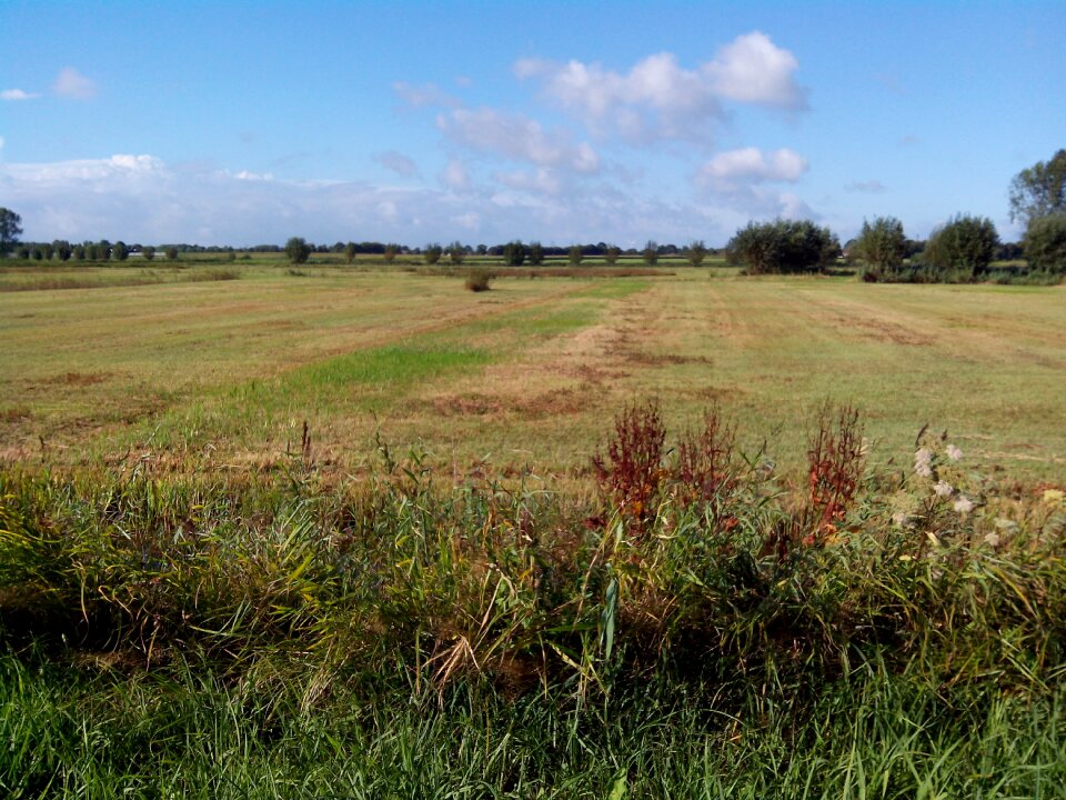 Nature grassland netherlands