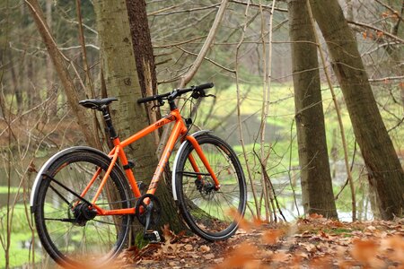 Forest cycling photos
