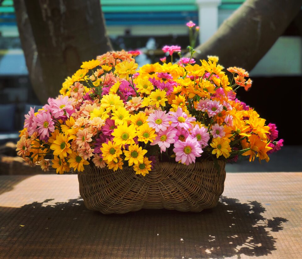 Flower plant botanical