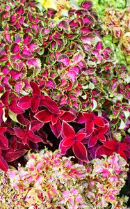 Colorful plant purple flower