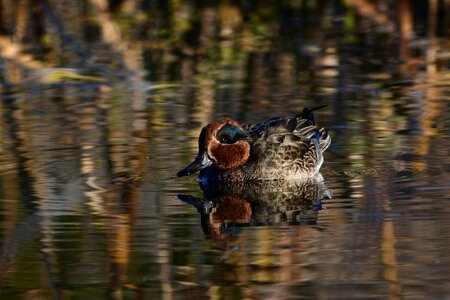 Waterweed reflection bird photo