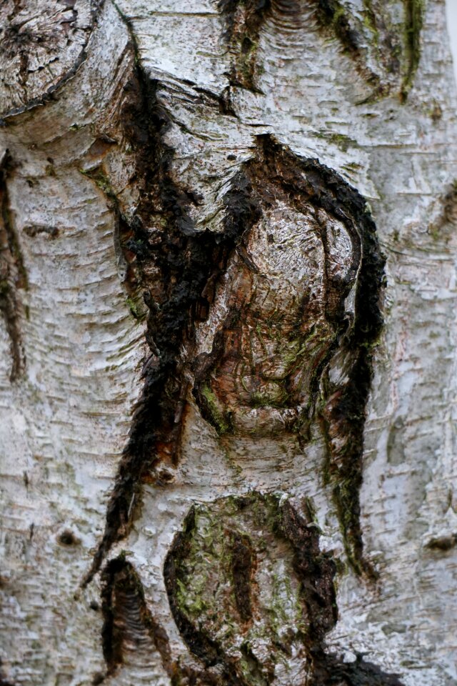 Nature structure birch