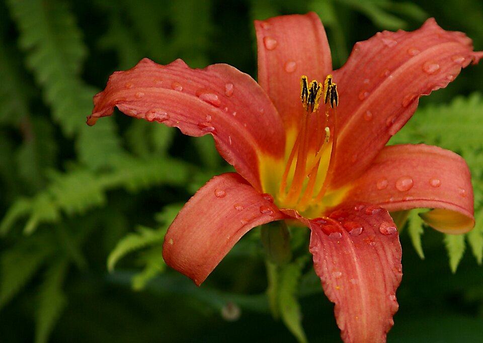 Flourishing nature garden