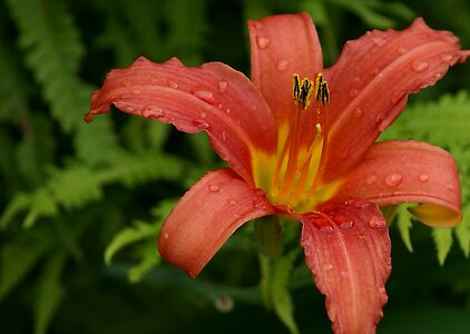 Flourishing nature garden photo