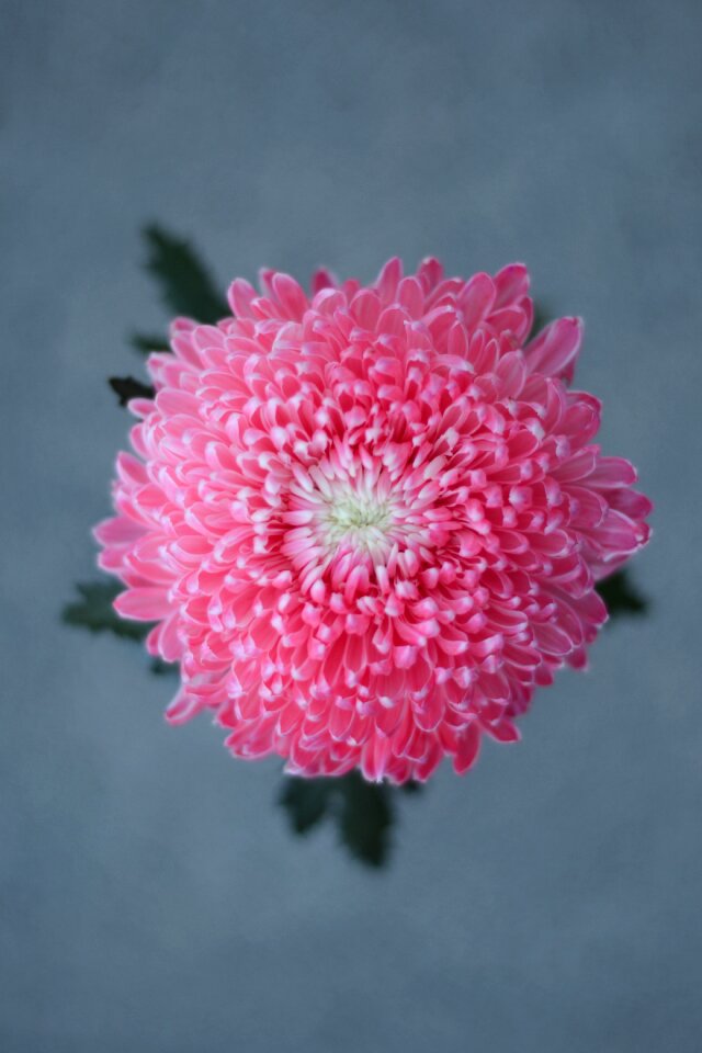 Flower cosmos powder
