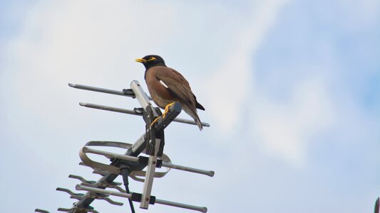 Australia starling brown photo