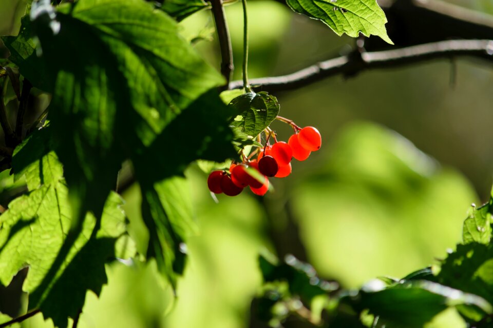 Berry red autumn fruits