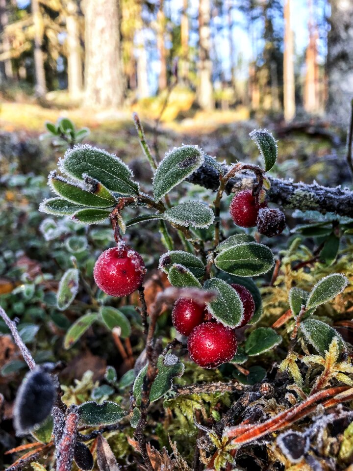 Berry autumn red