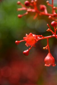 Summer australian native tree