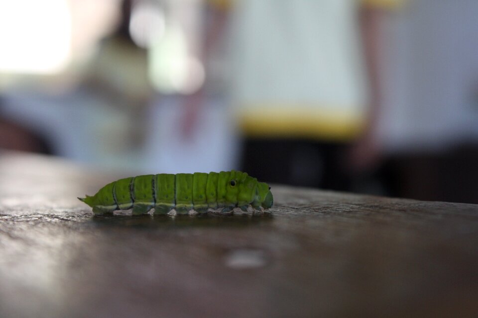 Leaf green one