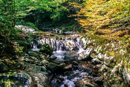 Forest river rock