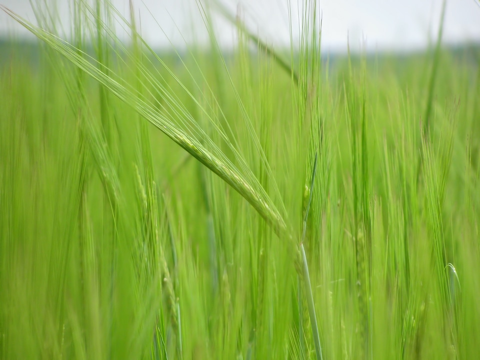 Cereals agriculture plant
