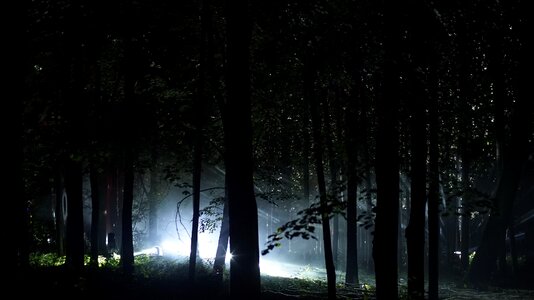 Festival of light handsomely trees