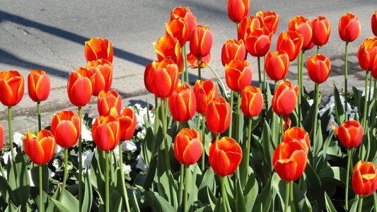 Tulip bed flower bed wels