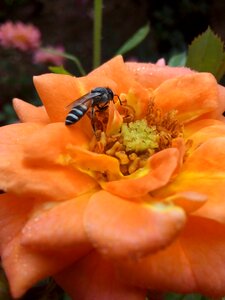 Flower nature wallpaper