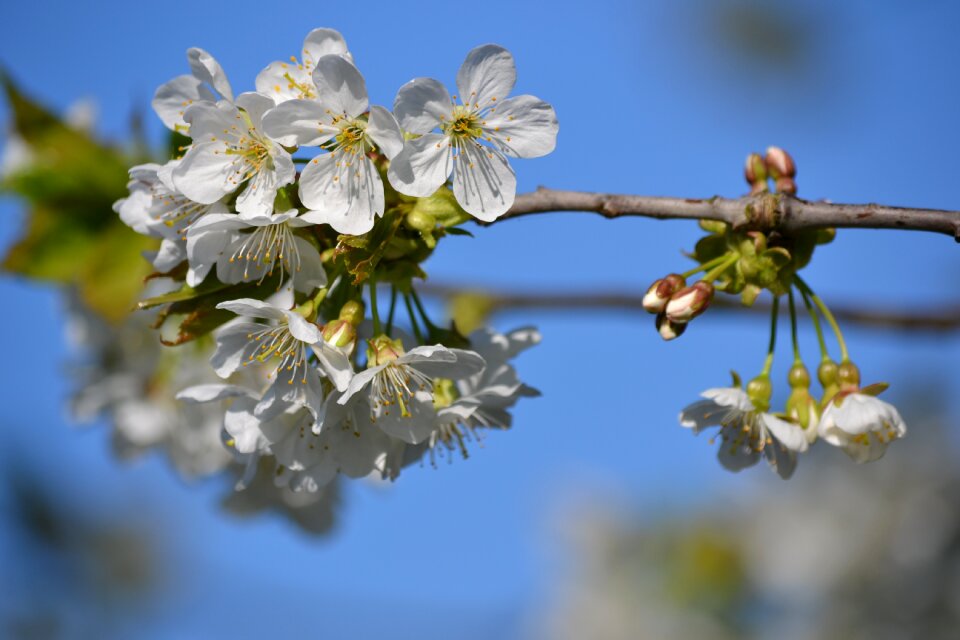 White bloom blossom photo