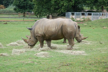 Animal safari