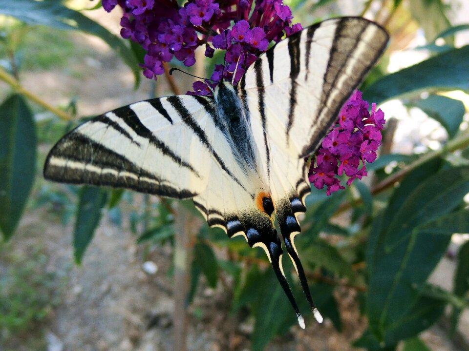 Butterfly winged insects butterfly wings