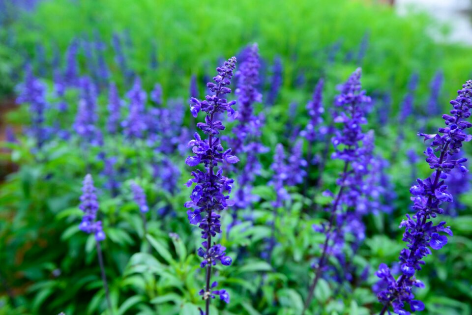 Purple flowers beautiful flowers flower garden