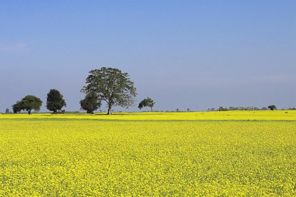Yellow blue landscape