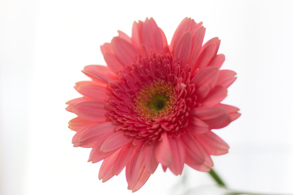 Nature beauty pink flowers