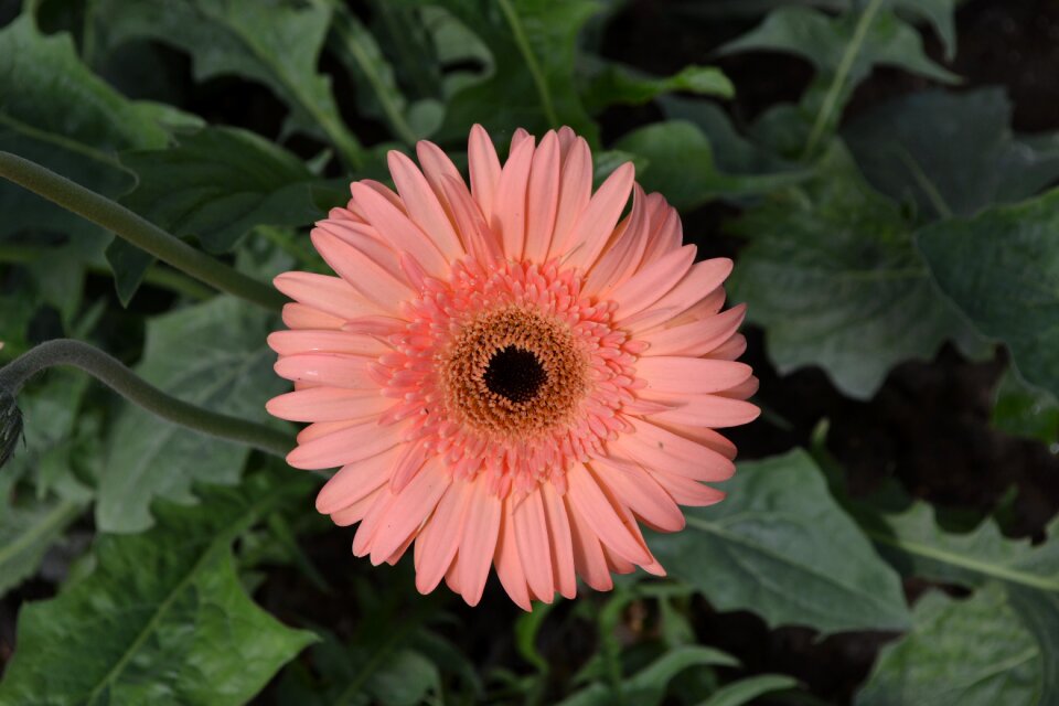 Flower floral