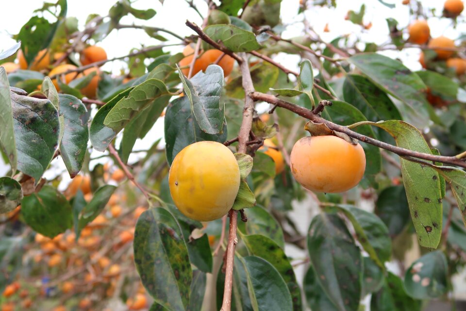 It it is the fruit of a autumn