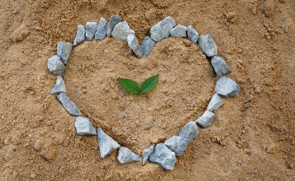 Sand background green leaf