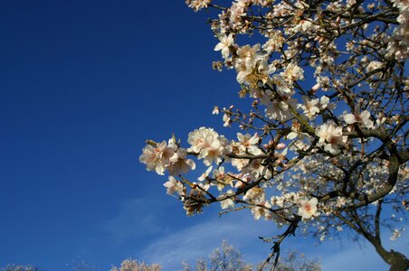 White flowers flower spring