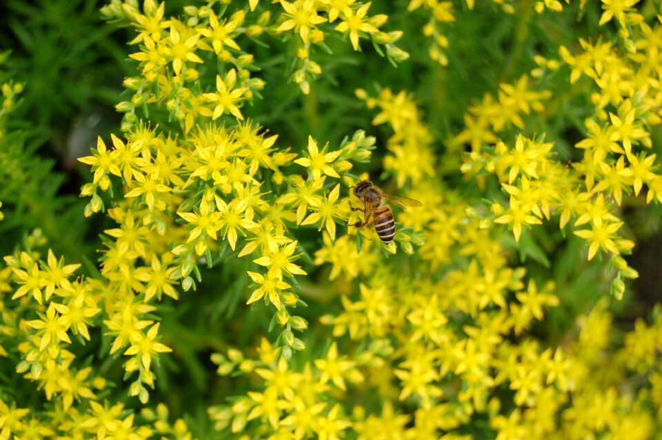 Bee flower insect