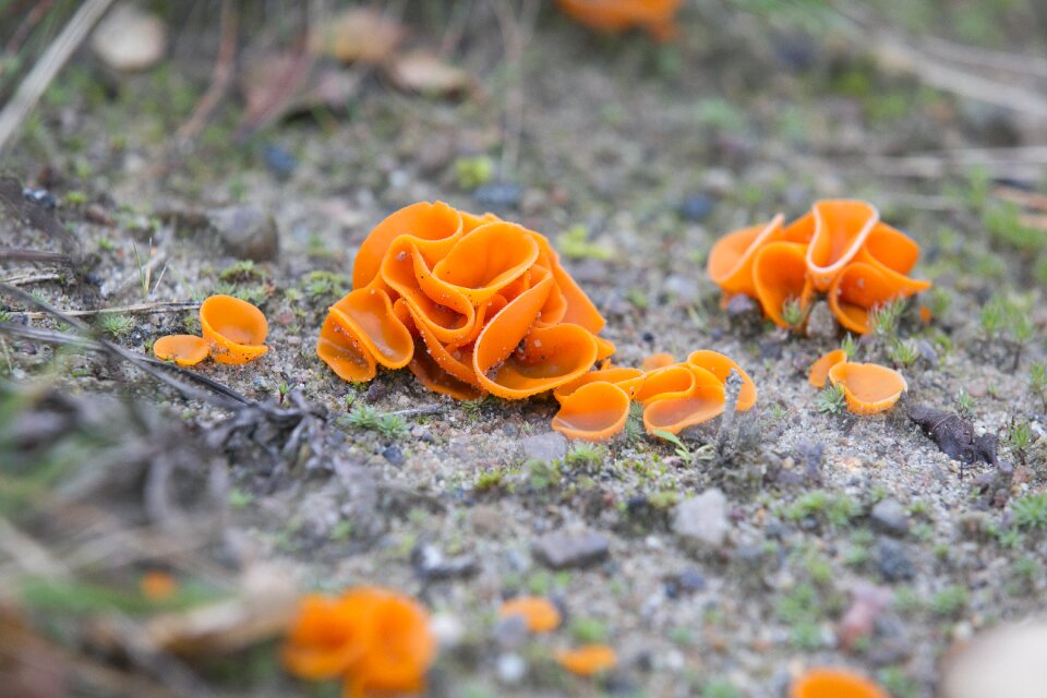 Mushroom orange plant