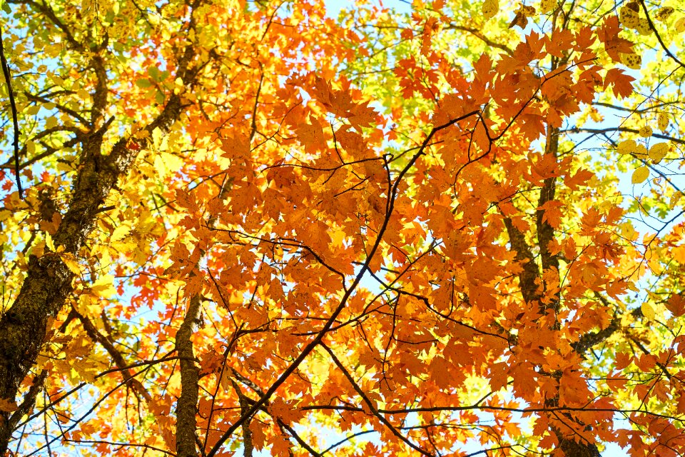 Nature dry leaves yellow